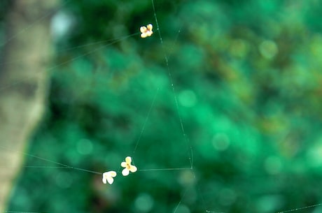 桂花树的特点 - 落英缤纷美不胜收